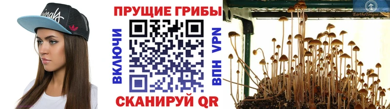 цены наркотик  Махачкала  Псилоцибиновые грибы Psilocybe 